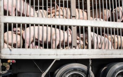 Antimicrobial resistance: What is the risk of spread through animal transport?
